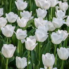Tulip Flower White Collection Planting Seeds  Perfect for Elegant and Serene Garden Blooms