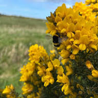 Gorse Ulex Europaeus Flower Seeds for Planting  Hardy Perennial Seeds for Vibrant Yellow Blooms