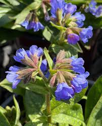Blue Pulmonaria Lungwort Seeds for Planting