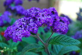 Heliotrope Flower seeds for Planting - Wildflower Mix, Heirloom & GMO Free Seeds for Home Garden