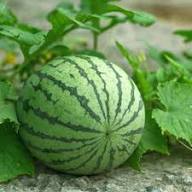 Wassermelone Fruit Seeds for Planting - Grow Your Own Juicy Watermelons