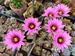Wilcoxia Poselgeri Seed for Planting  Seed for Flourishing and Lush Greenery in Your Garden