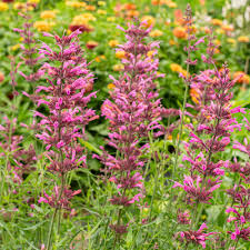 Agastache Cana Flower Seeds - Unique Ground Cover for Exotic Blooms