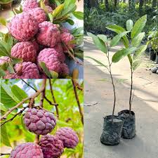 Red Custard Apple Tree Seeds for Planting  Grow Your Own Delicious Fruit