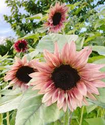 Mix Pink Sunflower Flower Seeds for Planting Bright Blooms Heirloom & GMO Free Seeds for Home Garden
 
 Sale