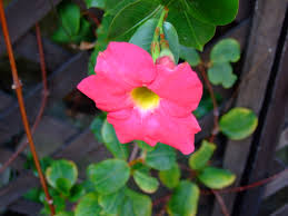 Mandevilla Red Sanderi Flower Seeds for Planting Vibrant Climbing Blooms Heirloom Non-GMO Seeds
