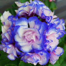 Blue Light Pink Geranium Flower Seeds for Planting Sun Loving Heirloom & GMO Free Seeds for Home Garden
 
 Sale