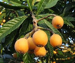 Orange Loquat Medlar Fruit Tree Seeds for Planting