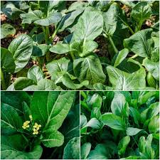 Green Yu Choy Sum Seeds for Planting - Premium Vegetable Seeds