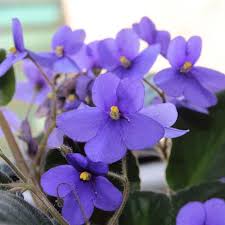 Mini African Violet Seeds for Indoor & Outdoor Planting - Easy to Grow