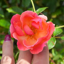 Yellow Pink Climbing Rose for Planting Premium Quality Heirloom & GMO Free Seeds for Home Garden 
 
 Sale