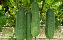Hairy Gourd Vegetable Seeds for Planting