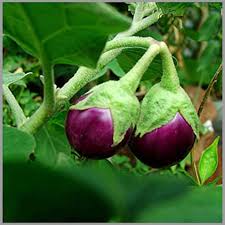 Purple Eggplant Seeds for Home Gardening