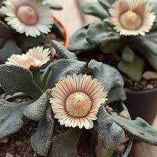 Titanopsis Fulleri Flower seeds for Planting - Low Maintenance, Heirloom & GMO Free Seeds for Home Garden