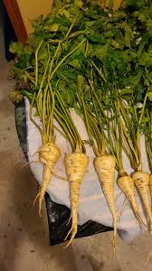 Minowase Vegetable Seeds for Planting