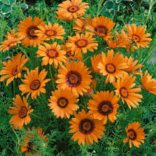 Orange Anthemoides Flower Seeds for Planting - Vibrant Annual Blooms for Your Garden