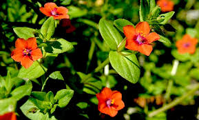 Orange Pimpernel Scarlet Flower Seeds for Planting  Bright Annual Blooms
