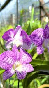 White Violet Cymbidium Flower Planting - Seeds for Thriving Blossoms in Your Garden