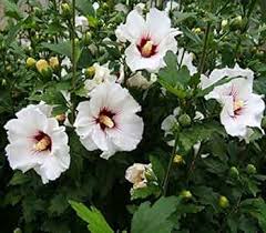 Syriacus Flower Seeds for Planting , Premium Hibiscus Syriacus Seeds