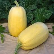 Spaghetti Squash Vegetable Seeds for Easy Planting