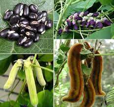 Black Coco Bean Seeds for Planting