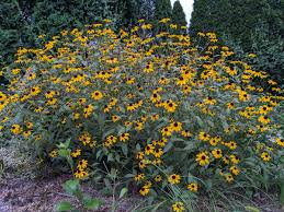 Rudbeckia Triloba Seeds for Planting  Vibrant Flower Seeds for Your Garden
