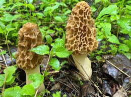 Morel Mushroom Seeds for Home Planting