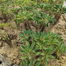 Green Euphorbia Duranii Flower seeds for Planting - Compact Growth, Heirloom & GMO Free Seeds for Home Garden
