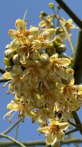 Ceiba Pentandra Flower Seeds  Easy Planting for Tropical Yellow Blooms
