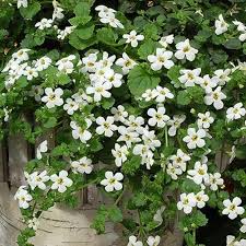 White Snowtopia Flower seeds for Planting - Compact Growth, Heirloom & GMO Free Seeds for Home Garden
