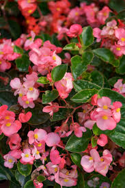 Burgundy Begonia Flower seeds for Planting - Easy to Grow, Heirloom & GMO Free Seeds for Home Garden