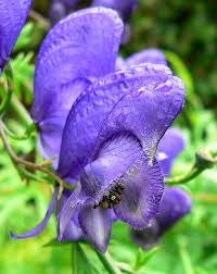 Aconitum Napellus Flower seeds for Planting - Premium Quality, Heirloom & GMO Free Seeds for Home Garden