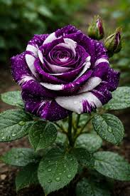 Rose Seeds for Planting Create a Beautiful Rose Garden Heirloom Non-GMO Seeds
