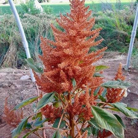Tajinaste Gigante Plant Seeds for Planting  Seed for Stunning Floral Displays and Vibrant Garden Aesthetics
