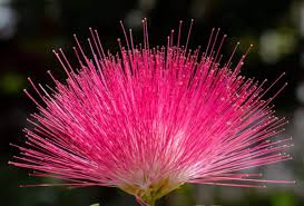 Pink Albizia Flower Seeds for Planting Compact Growth Heirloom & GMO Free Seeds for Home Garden
 
 Sale