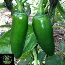 Jalapeno Pepper Seeds for Vegetable Planting