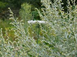 Absinthe Wormwood Seeds for Planting - Premium Quality - Evergrowseeds