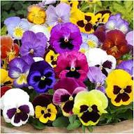 Purple White Viola Flower seeds for Planting - Shade Tolerant, Heirloom & GMO Free Seeds for Home Garden