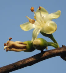Green Ceiba Pentandra Flower Seeds for Planting  Create Stunning Tropical Gardens