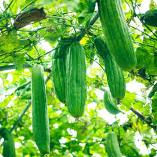 Green Luffa Sponge Vegetable Seeds for Planting