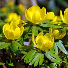 Winterling Flower Seeds for Planting  Seed for Enchanting Blooms and Seasonal Beauty in Your Garden