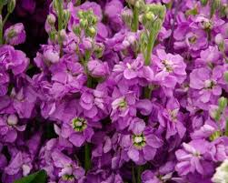 Violet Matthiola Incana Plant Seeds: Premium Quality Flower Seeds for Vibrant Gardens and Effortless Planting