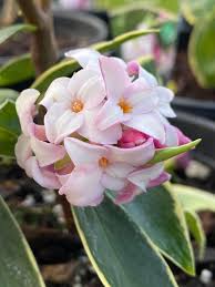 Yellow Pink Marginata Flower Seeds Planting