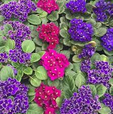 African Flower Planting Seeds Collection - Premium Seeds for Vibrant Blooms
