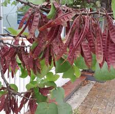 Brown Judas Tree Planting Seeds