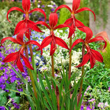 Sprekelia Flower Seeds for Planting - Unique and Vibrant Blooms for Your Garden
