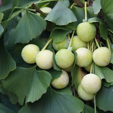 Ginkgo Seeds: Complete Planting Guide for Successful Growth