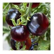 Mixed Blueberries Tomato Seeds for Planting