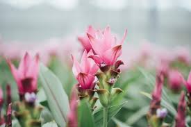 Curcuma Flower Seeds for Planting - Stunning Pink Blooms