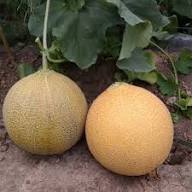 Brown Dew Melon Seeds for Planting